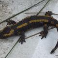 Une salamandre tachetée dans mon jardin