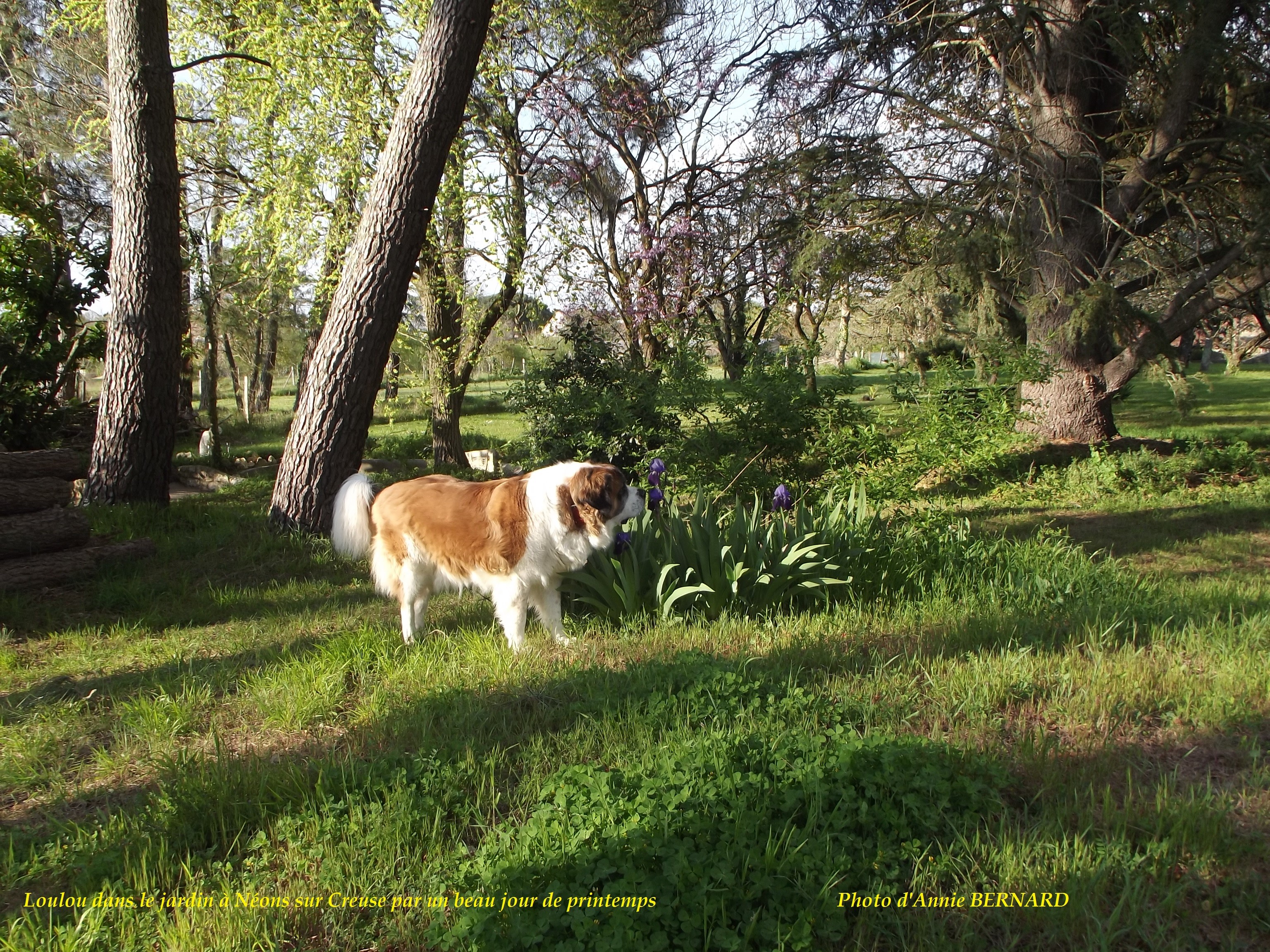 Mon chien, Loulou à Néons dans le jardin