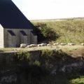 Des moutons en résidence sur le site
