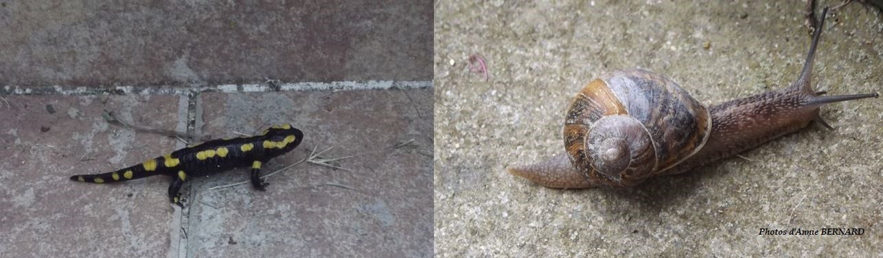 Une salamandre tâchetée et un escargot gris en promenade 