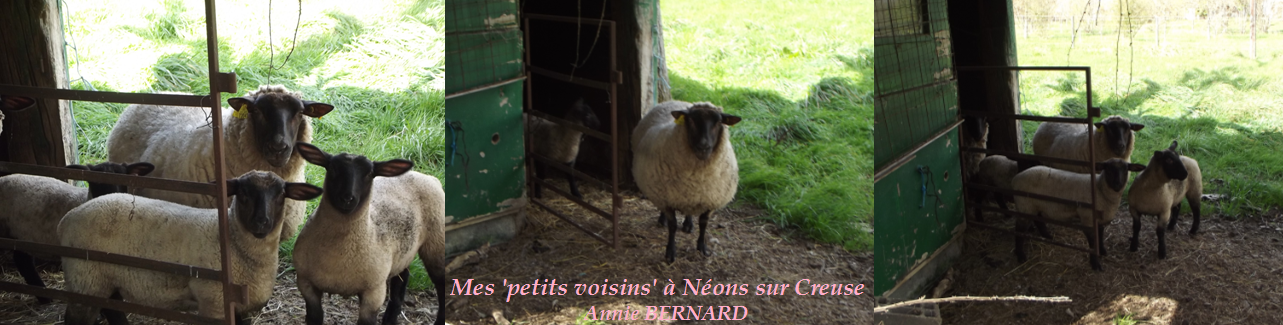 Mes petits voisins les moutons, dans l'Indre