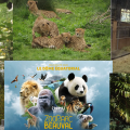 Zoo de Beauval a Saint Aignan (41)