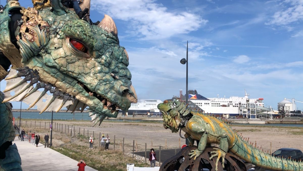 Dragon et iguane à Calais