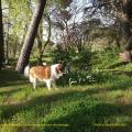 Mon chien, Loulou à Néons dans le jardin