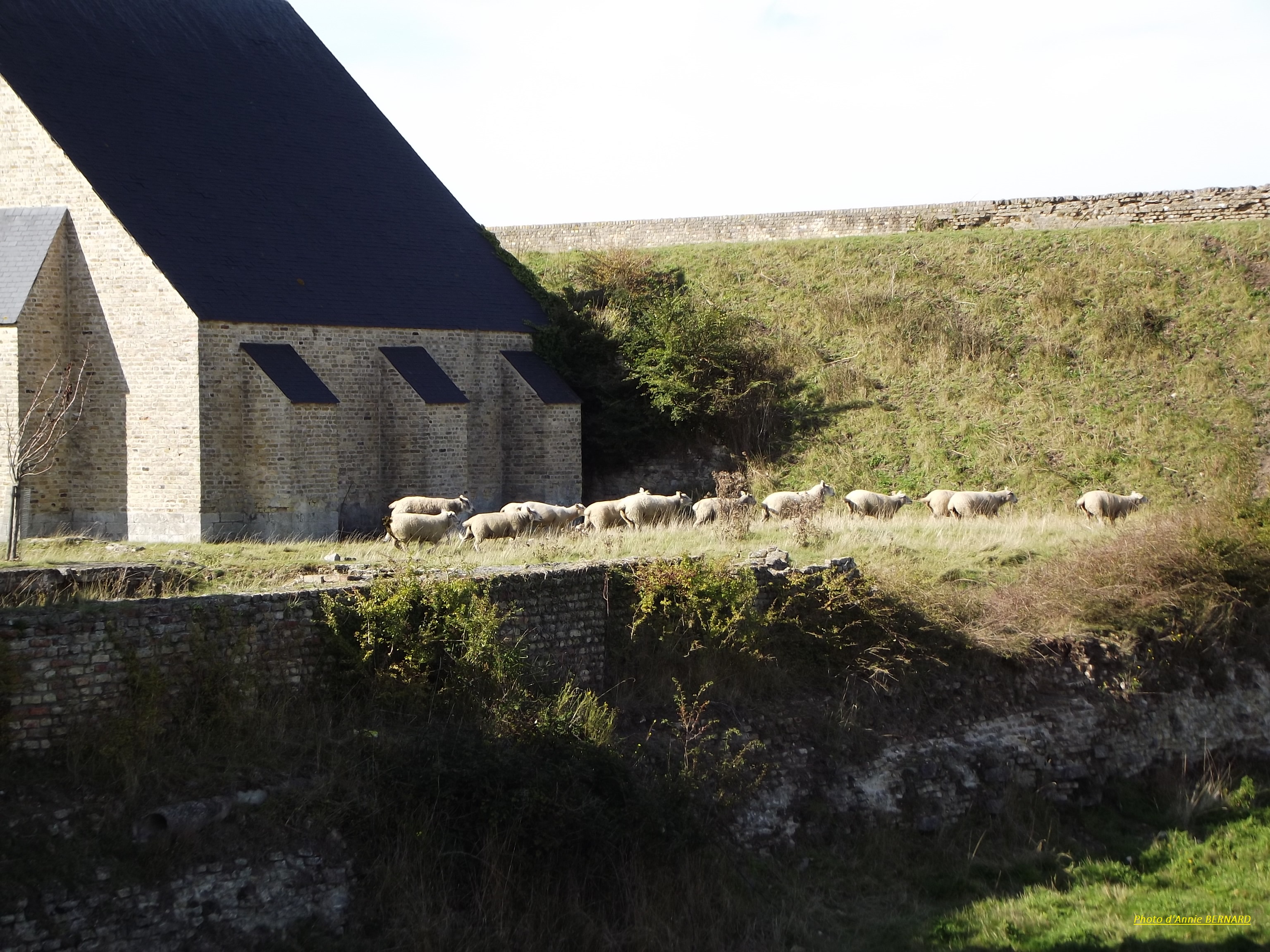 Des moutons en résidence sur le site