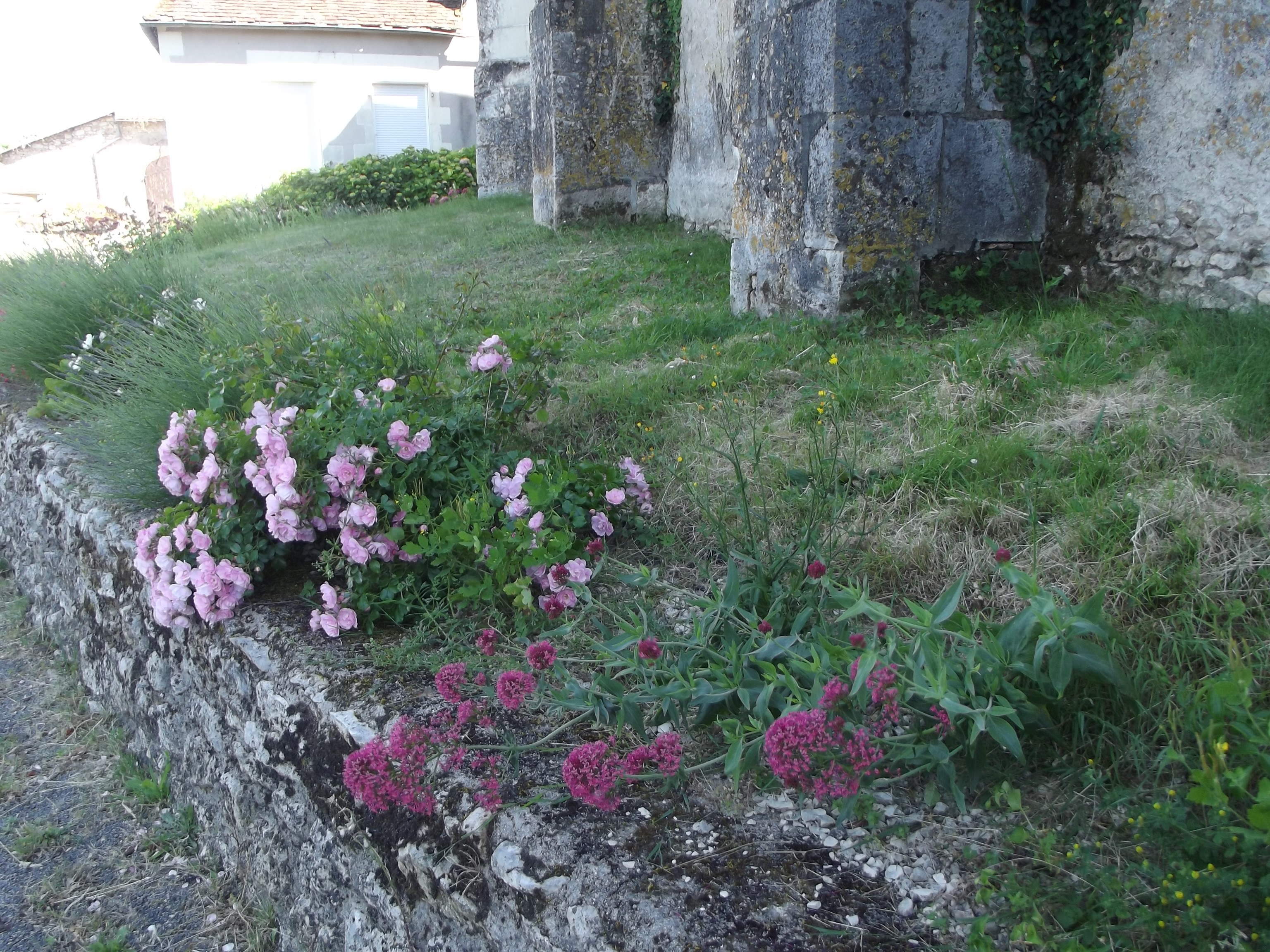 Fleurs à côté de l'église