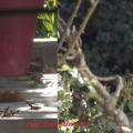 Ecureuil et pigeon dans le jardin